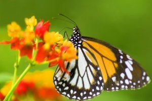 Making a butterfly feeder.