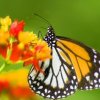 Making a butterfly feeder.