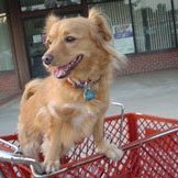 Adopting a Mutt