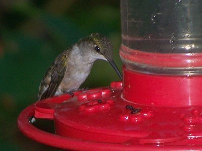 A hummingbird at a feeder.