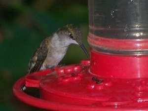 A hummingbird at a feeder.