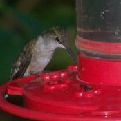 A hummingbird at a feeder.