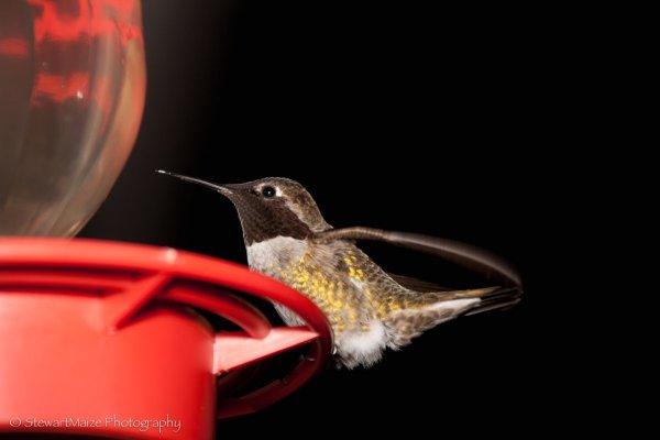 Hummingbird at Feeder