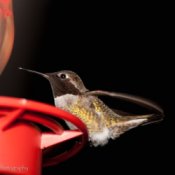 Hummingbird at Feeder