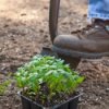 Foot and Shovel Digging to Plant in Garden