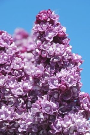 Lilacs in Sun With Blue Sky