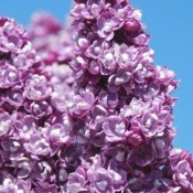 Lilacs in Sun With Blue Sky
