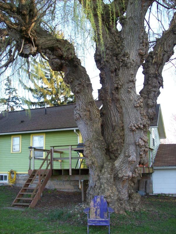 Weeping Willow Tree Service Ny