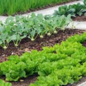 Crops in rows in a garden
