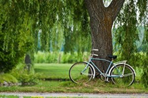 Photo of a weeping willow tree.