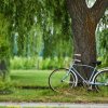 Photo of a weeping willow tree.