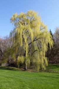 Photo of a large weeping willow tree.