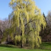 Photo of a large weeping willow tree.