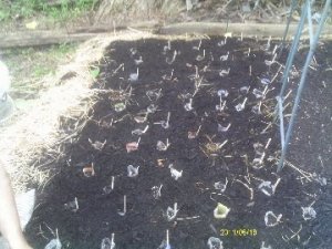 Rows of seedlings planted in newspaper pots in the garden.