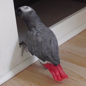 African gray parrot.