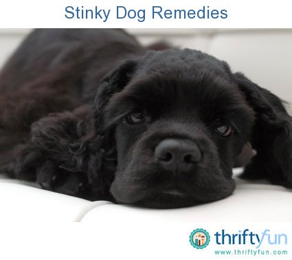 Remedies for Stinky Dogs