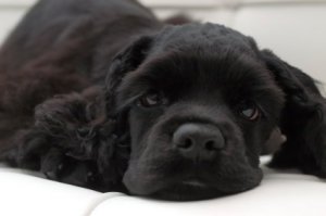 Dog laying on a couch.