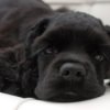 Dog laying on a couch.