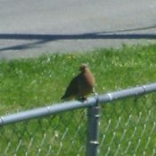 Dove on Fence (Tri-Cities, TN)