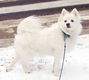 American Eskimo Dog