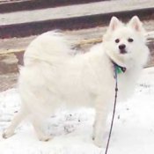 American Eskimo Dog