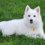 American Eskimo Dog