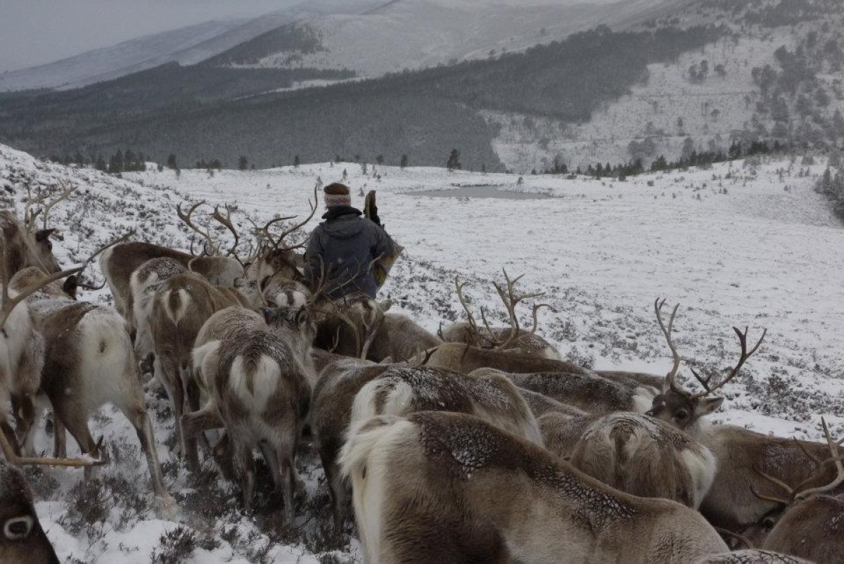 Reindeer Herd Cairngorm Mountains Thriftyfun