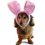 Dog with Easter bunny ears.