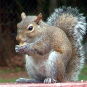 Baby Squirrel sitting on a deck railing.