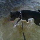 Lab Pit mix at the beach.