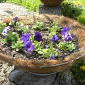 Petunias in Basket