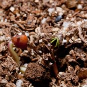 Radish seedlings coming up in peat pots indoors.