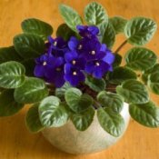 How to Divide Your Houseplants, like this African violet
