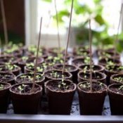 Seed Starts by Window Indoors