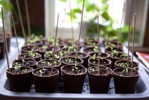 Seed Starts by Window