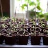 Seed Starts by Window