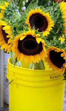 sunflowers containers growing birds colors sunflower