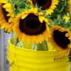 Growing Sunflowers in Containers