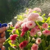 Spraying Flowers