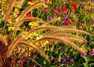 Ornamental Grasses