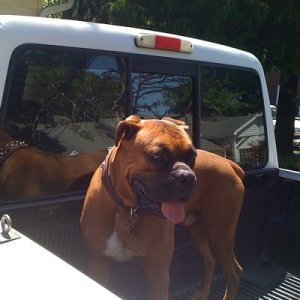 Gunner (Boxer)