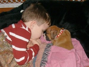 Dempsey (Boxer)