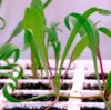 Plants growing under grow lights