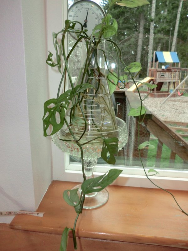 Why Is My Pothos Not Growing Roots - 8 Reasons Your Pothos Is Not Growing & How To Fix It￼