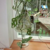 Plant rooting in Erlenmeyer flask