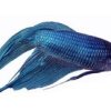 A blue betta or Siamese fighting Fish.