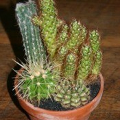 Cactus dish garden.