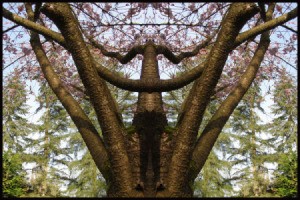 Cherry Tree Angel