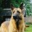 German Shepherd Dog