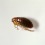 Dead Flea